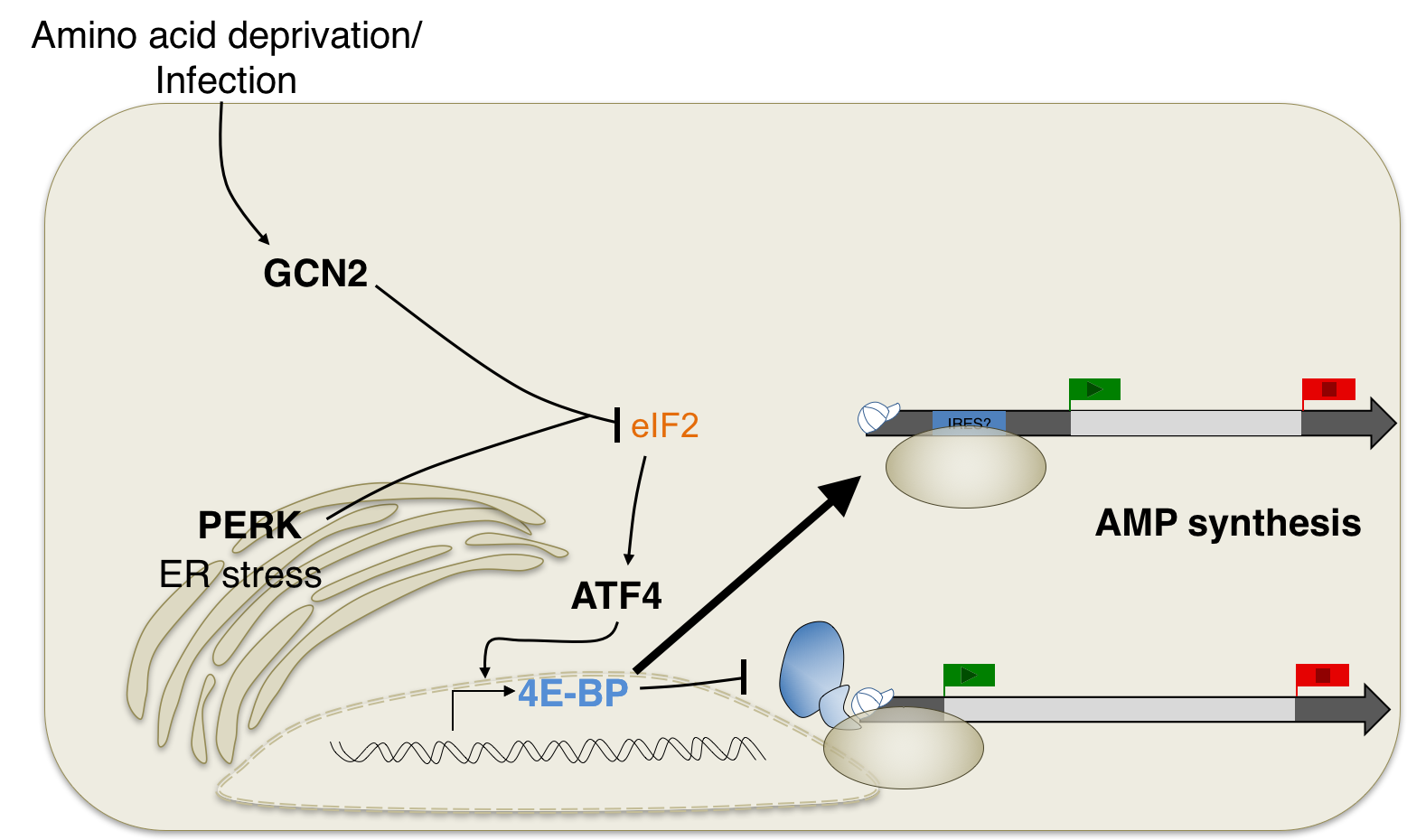  Stress response signaling and it’s downstream effects on mRNA translation. 