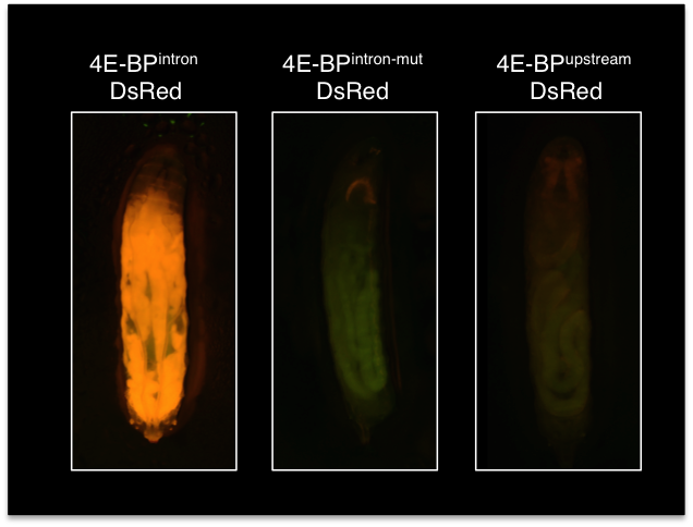  Expression of 4E-BP-intron-DsRed, 4E-BP-intron_mutant-DsRed and 4E-BP-upstream-DsRed at the wandering third instar larval stage.  