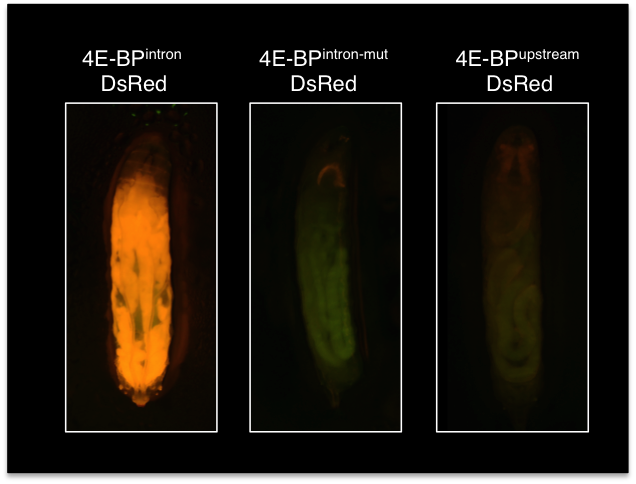 Expression of 4E-BP-intron-DsRed, 4E-BP-intron_mutant-DsRed and 4E-BP-upstream-DsRed at the wandering third instar larval stage.