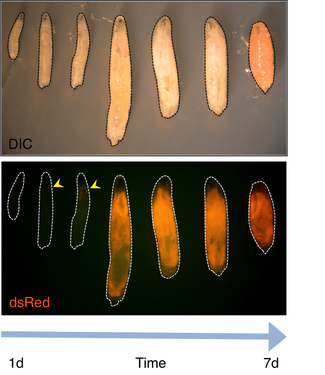  The 4E-BP-intron-DsRed reporter shows that many tissues in the fly experiences during development. 