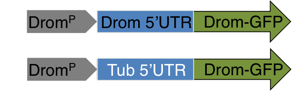 Schematic of the in vivo mono cistronic Drosomycin-GFP reporters (DromP-Drom-GFP, DromP-Tub-GFP).