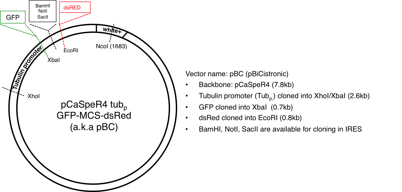 Vector map of the pBC plasmid.