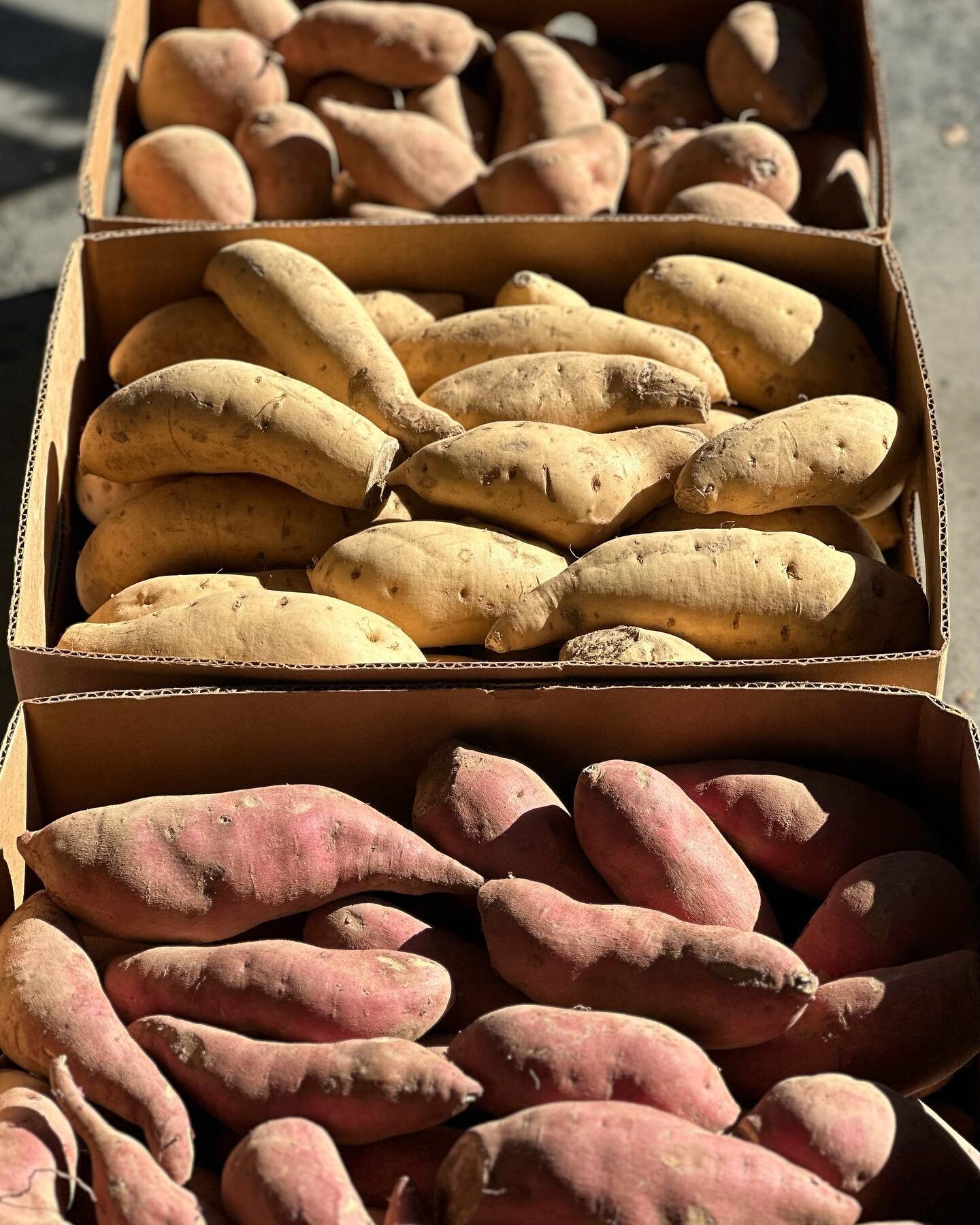 🍠 Why was the potato so quiet? 🤫

🥔 &hellip;Because it was a medi-tater! 🧘&zwj;♀️

We have beautiful sweet potatoes in the market!

🔴 Covington Red - orange-red flesh with very sweet, malty flavor

⚪️ Bonita - white skin and flesh with Russet-li