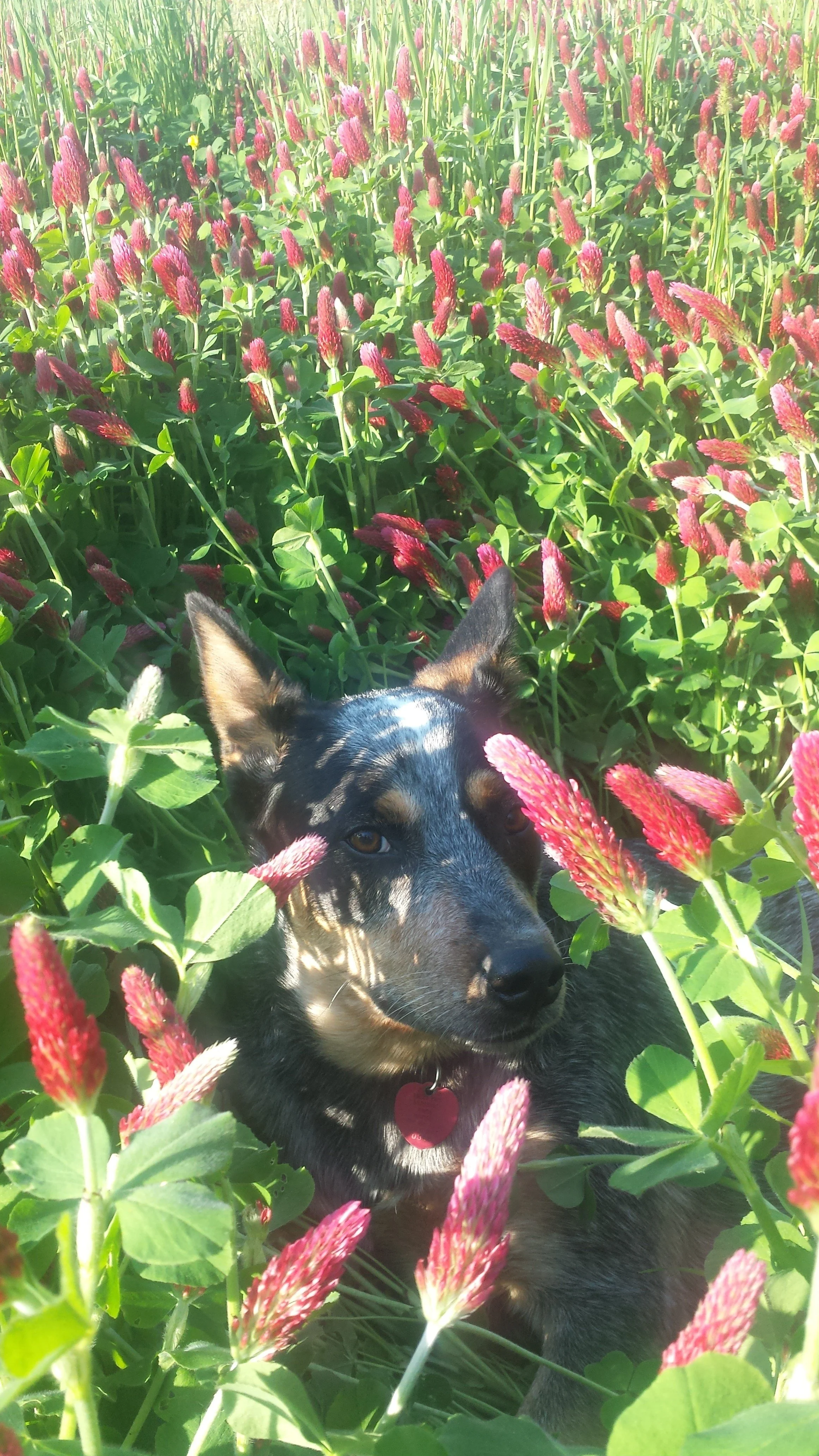 Doug Crimson Clover.jpg