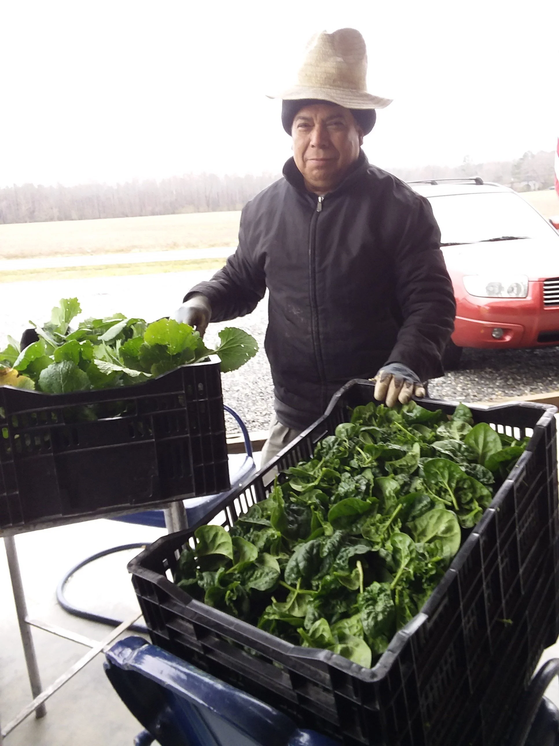 Manuel Spinach Harvest.jpg