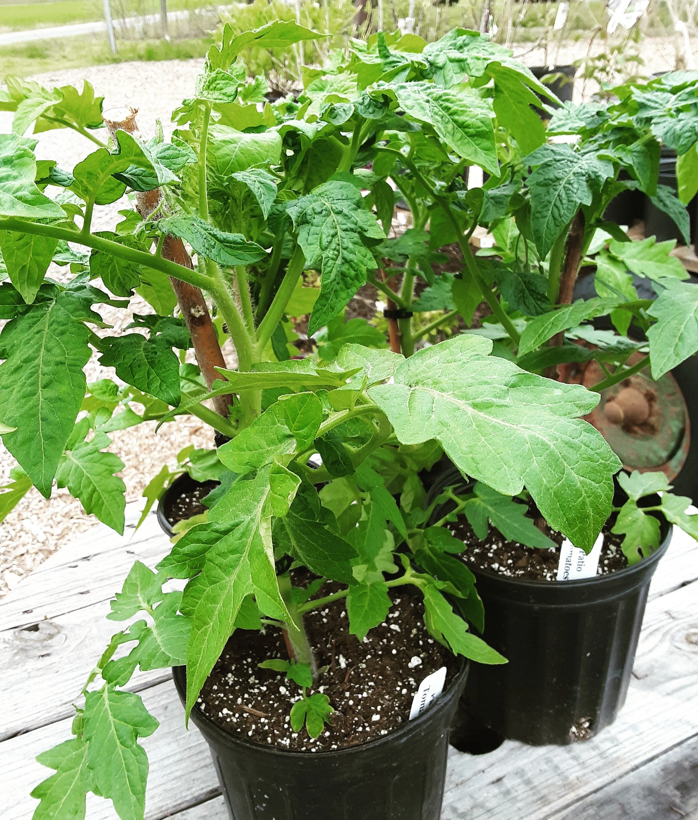 Tomato Plants.jpg