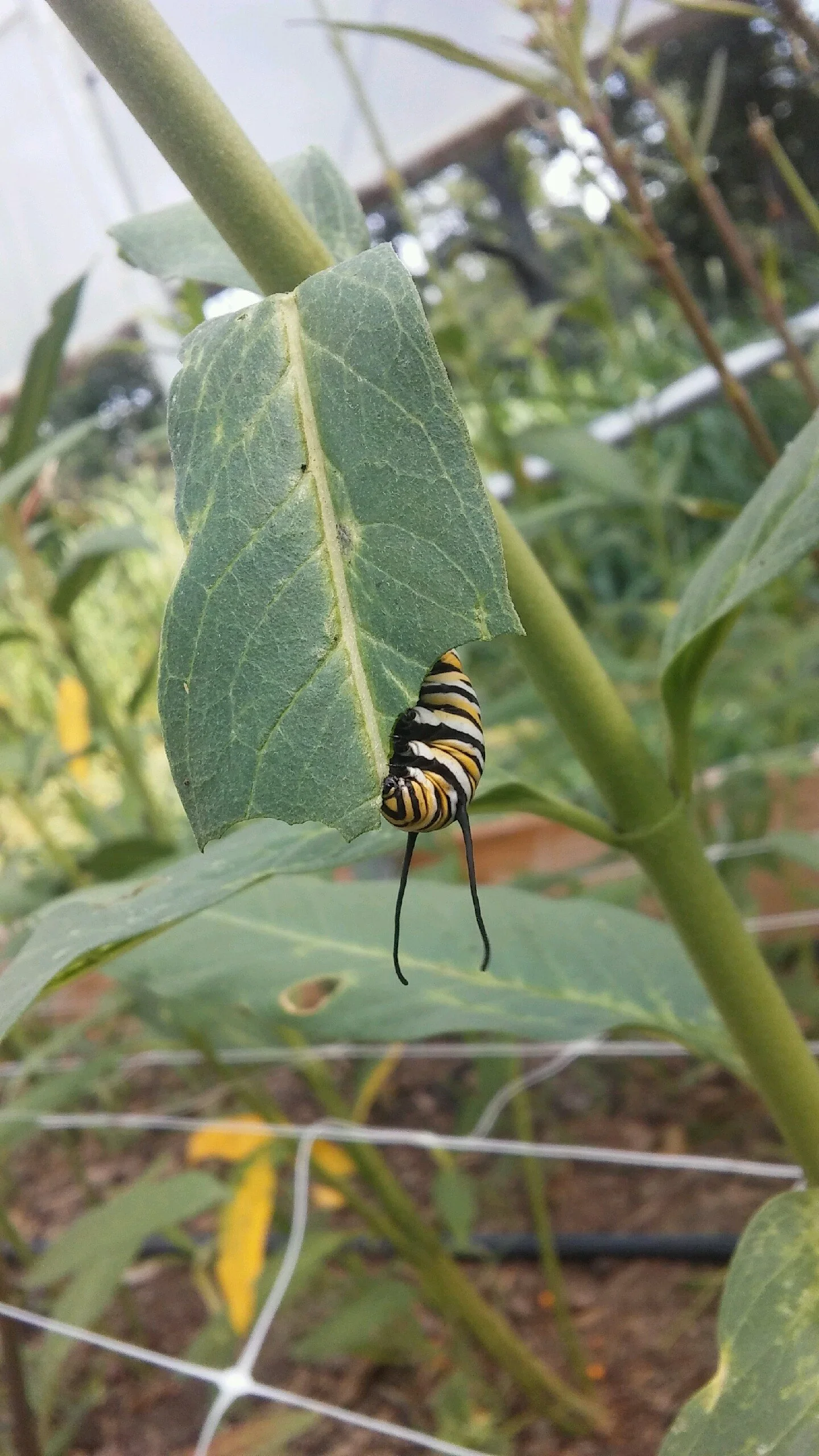 Monarch Catepillar Feeding.jpeg