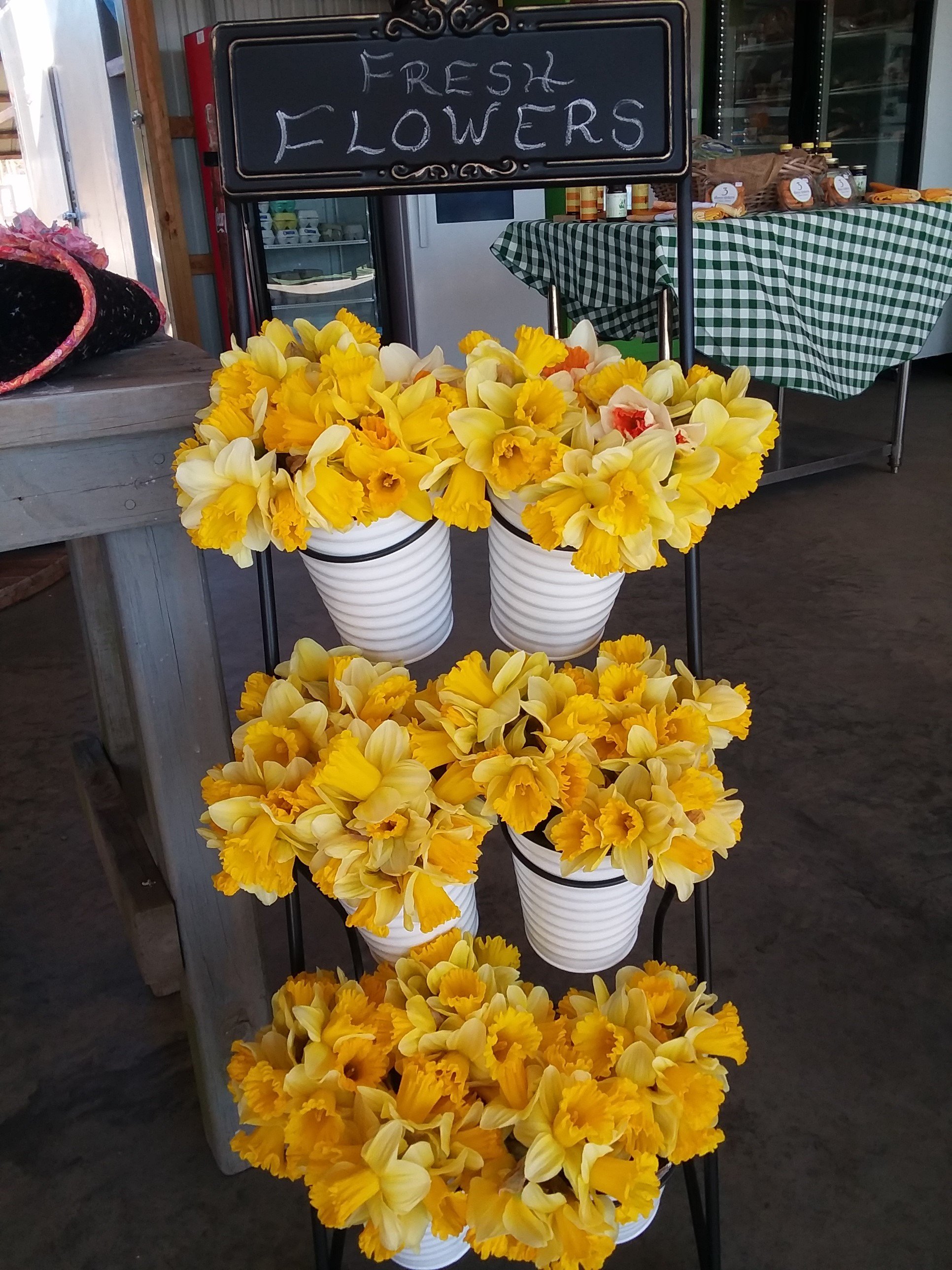 Daffodil Display II.jpg