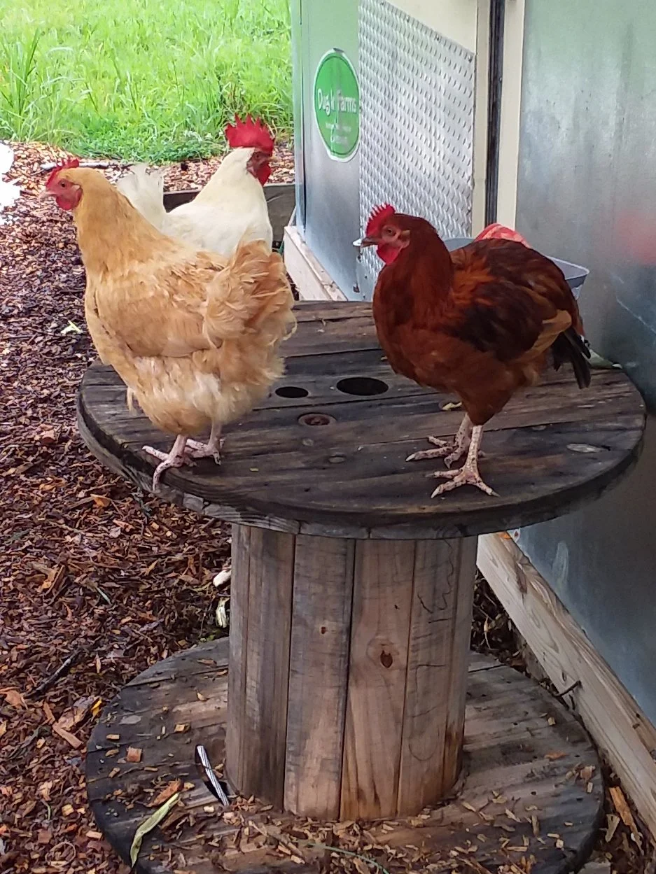 Chickens at DIF.jpg