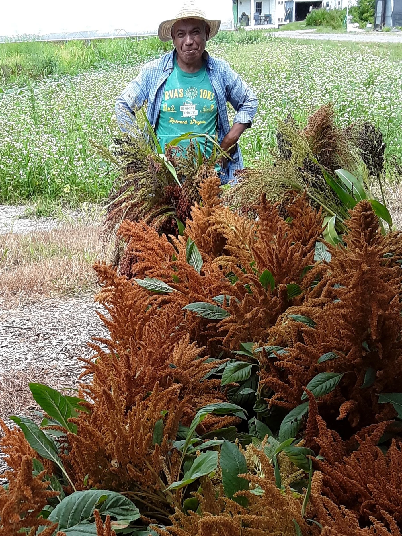 Amaranthus Manuel.jpg