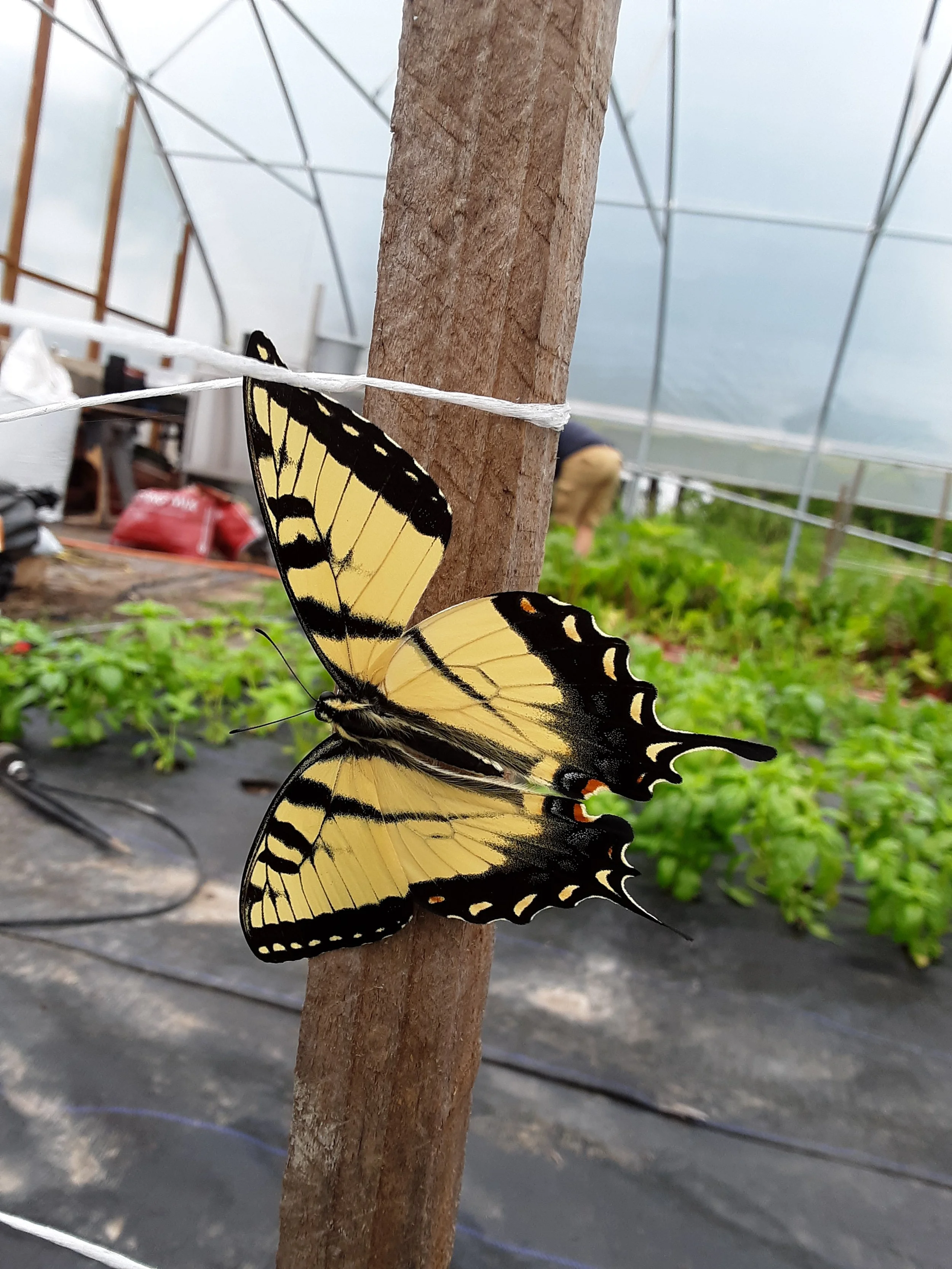 Butterfly Spring 2020.jpg