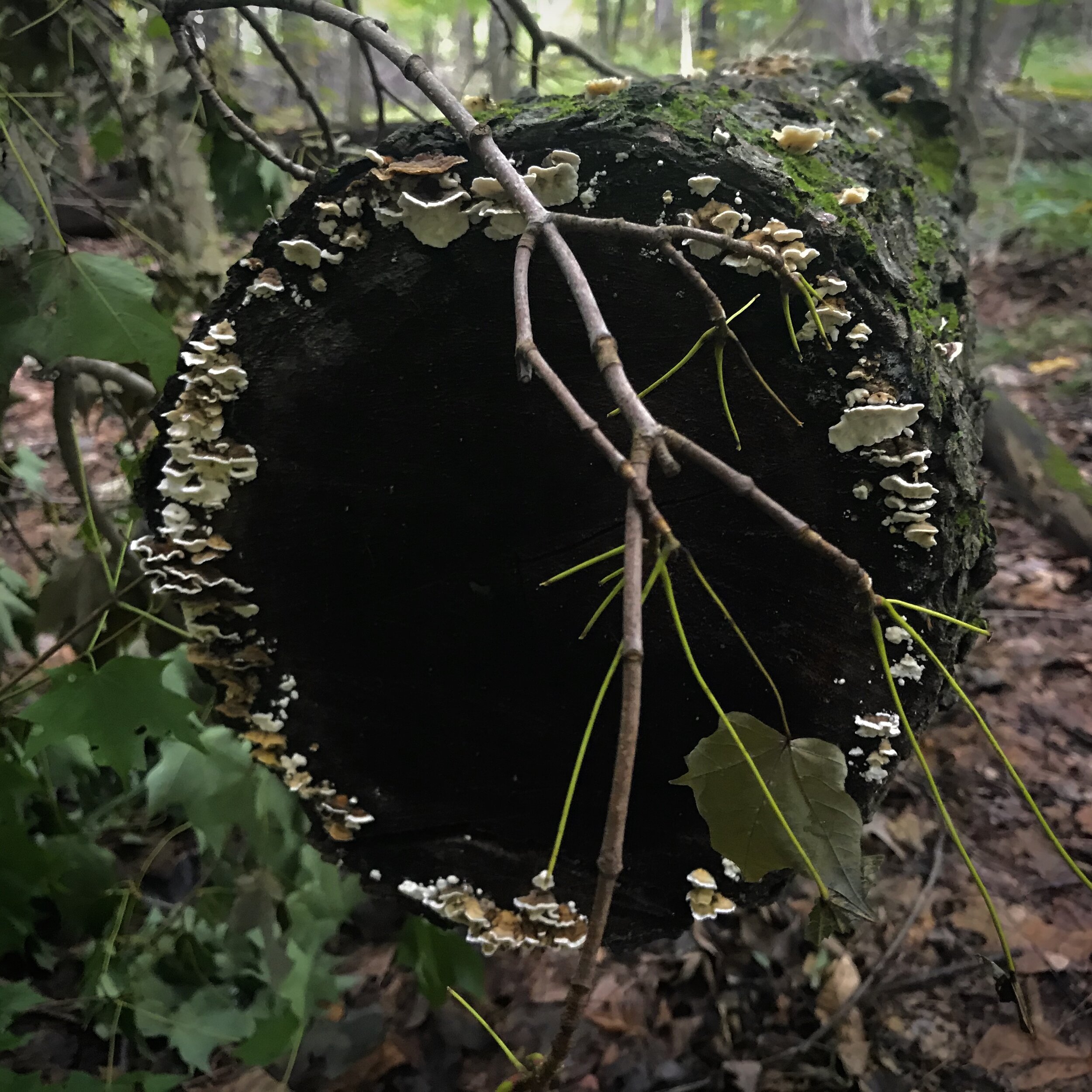 Stick and Log: A Short Story
