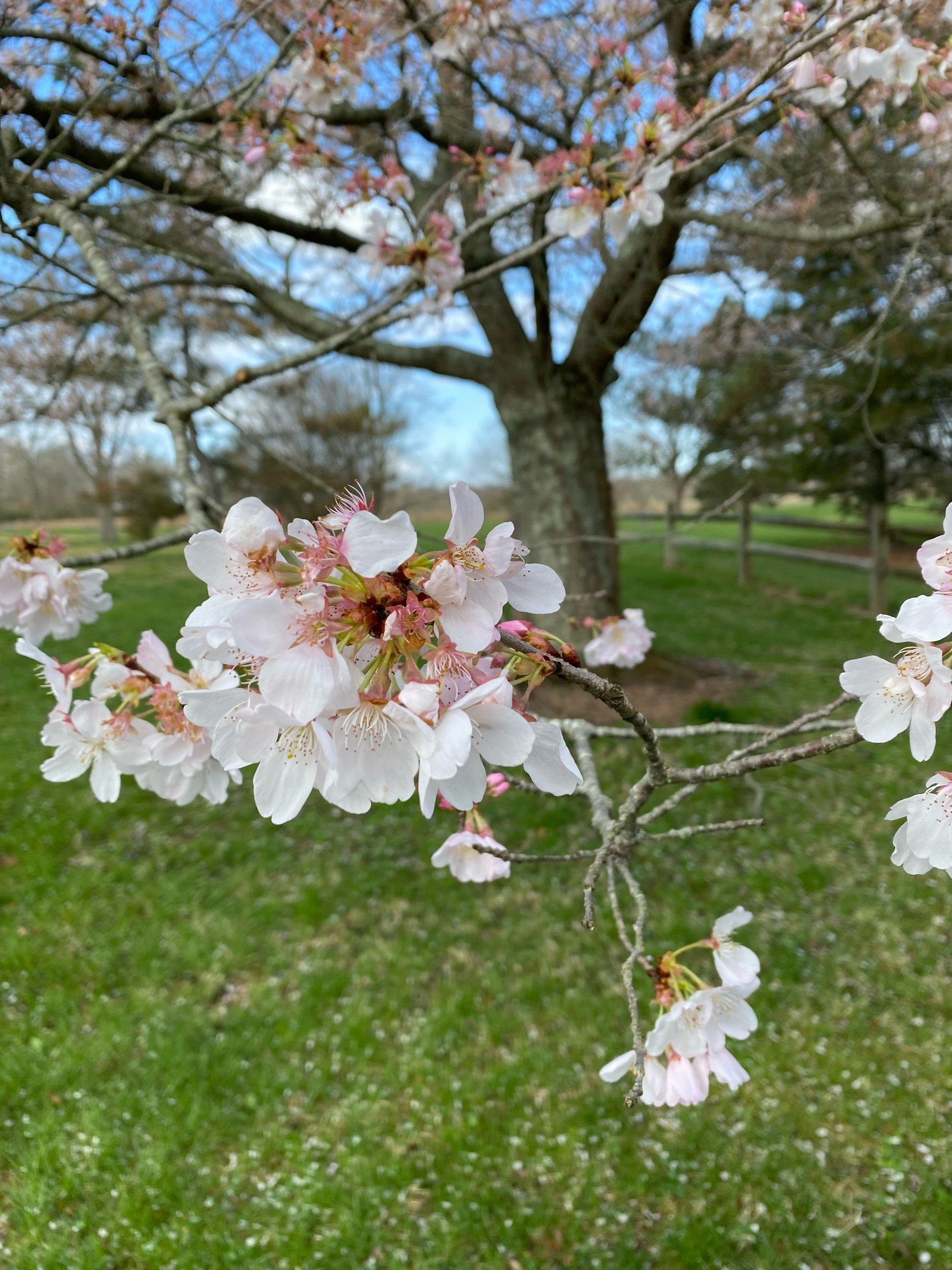 The Face of Trauma One Year On