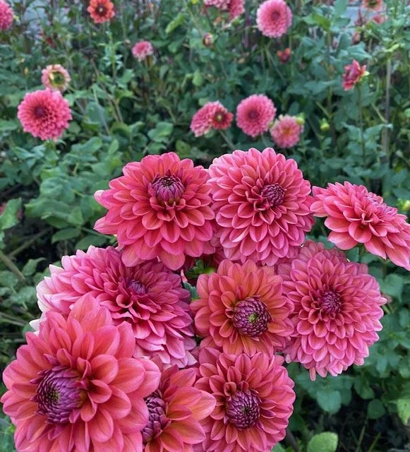 Salmon Runner dahlias in peak fall bloom, featuring layered coral and rose-toned petals grown by farmer florist in Cleveland, TN.