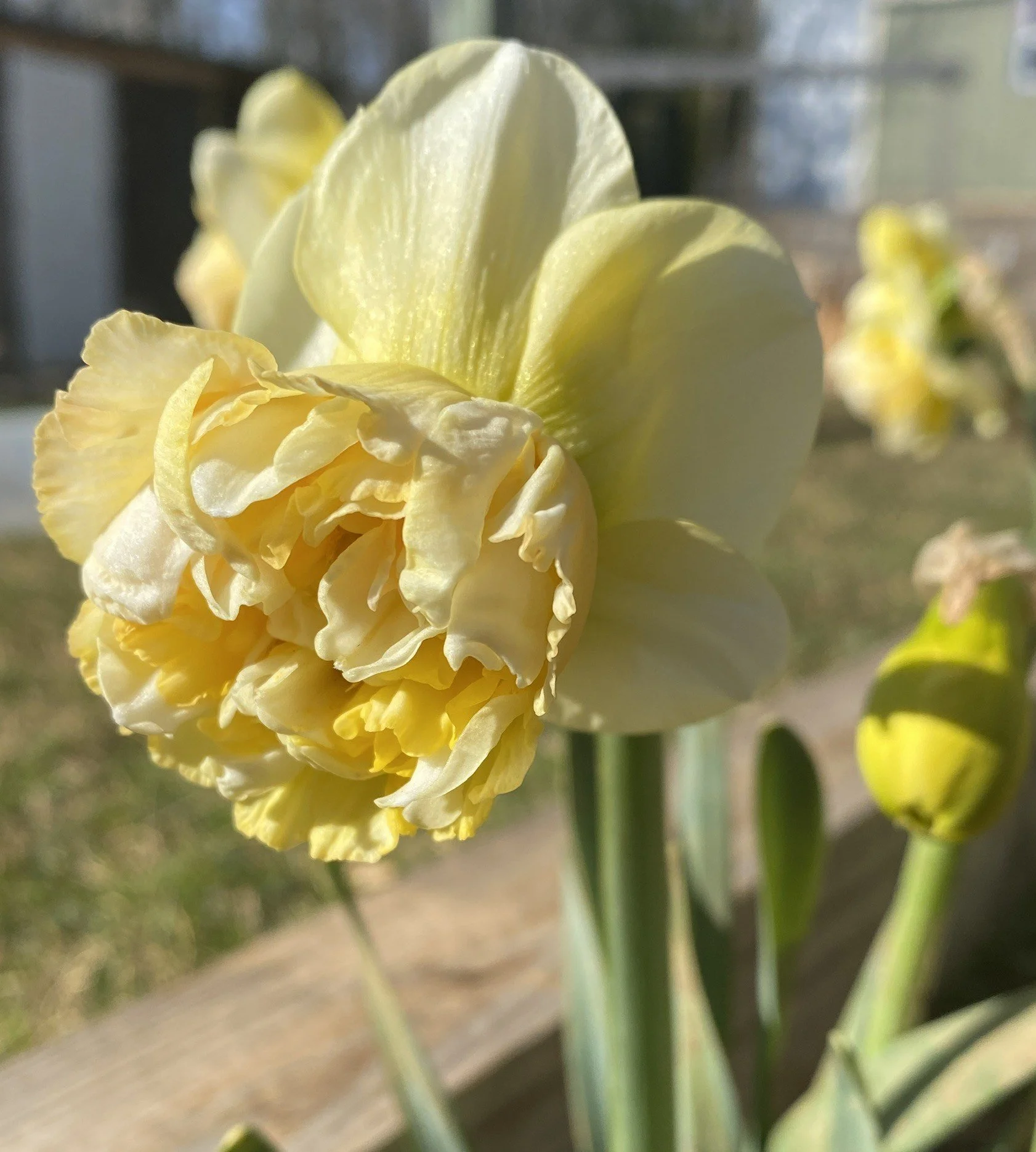                                    3 Must Have Perennials for Gorgeous Spring Flowers