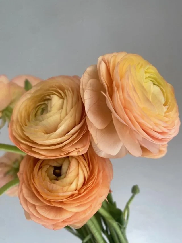 Close-up of peach ranunculus wedding flowers with layered petals