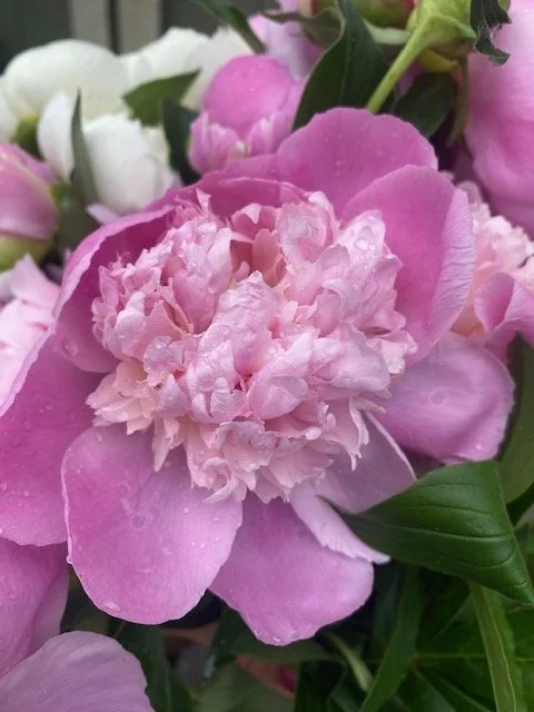 cleveland-tn-peonies-sweet-south-flowers (8).JPG