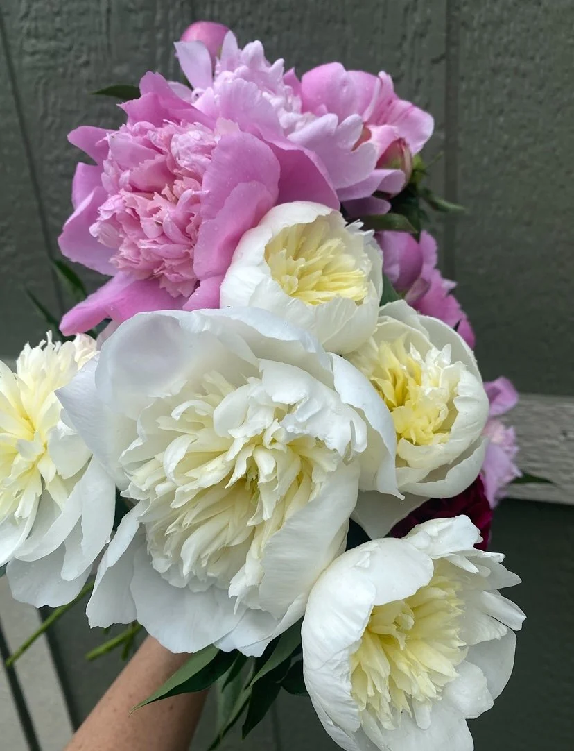 cleveland-tn-peonies-sweet-south-flowers (10).jpg