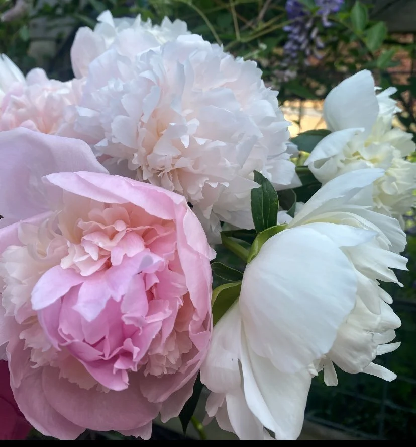 cleveland-tn-peonies-sweet-south-flowers (2).jpg