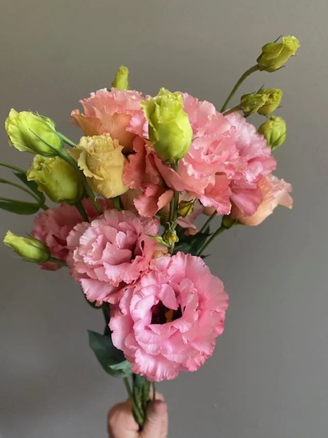 Pink lisianthus blooms grown locally for weddings in Cleveland, TN.