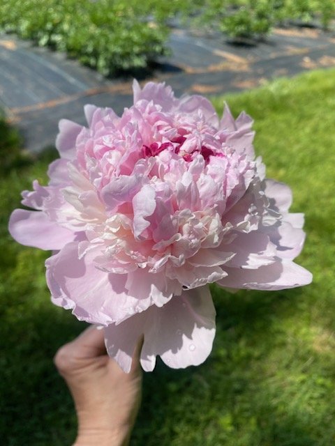 pink-peony-cleveland-tn-sweet-south-flowers.JPG