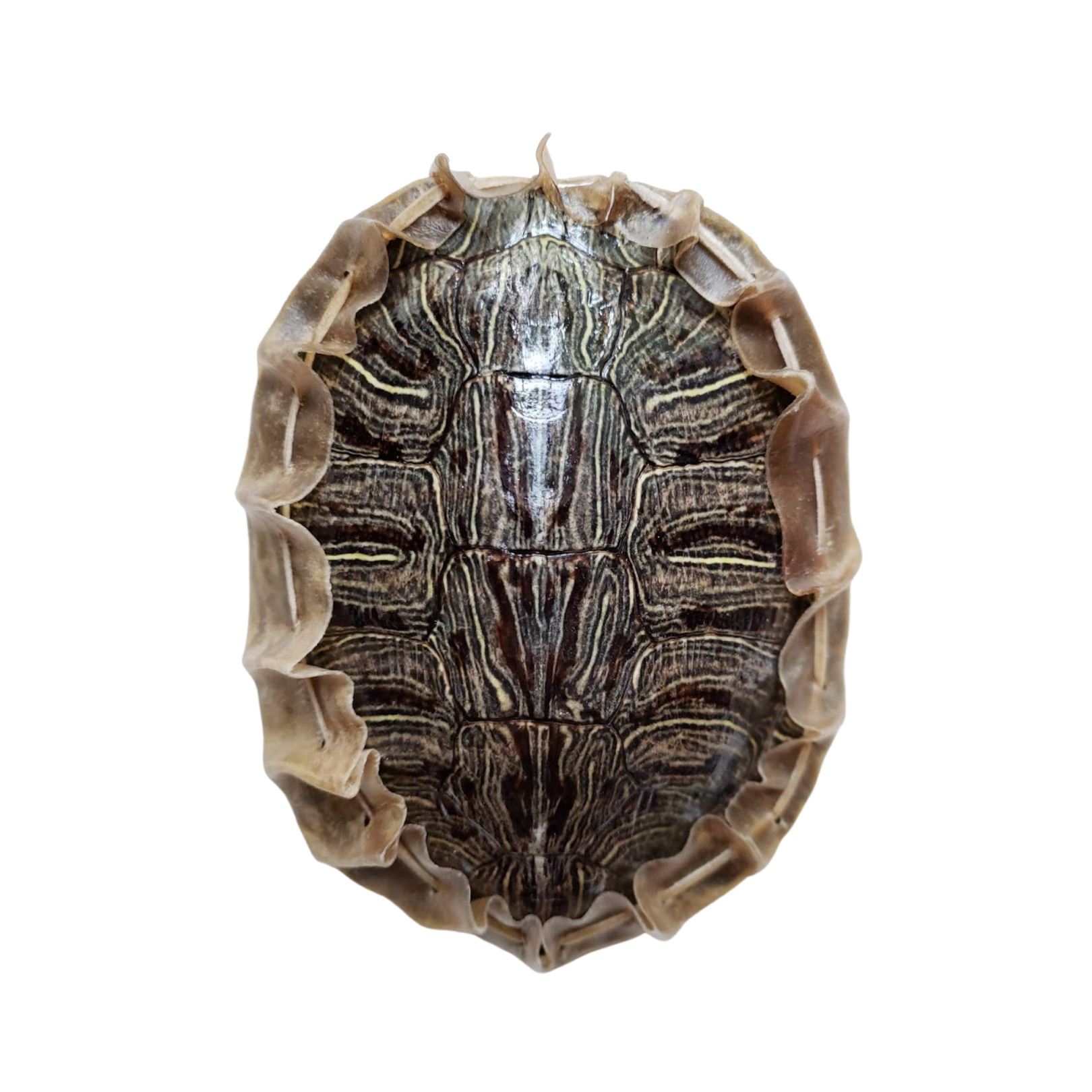 Untitled design (47).png