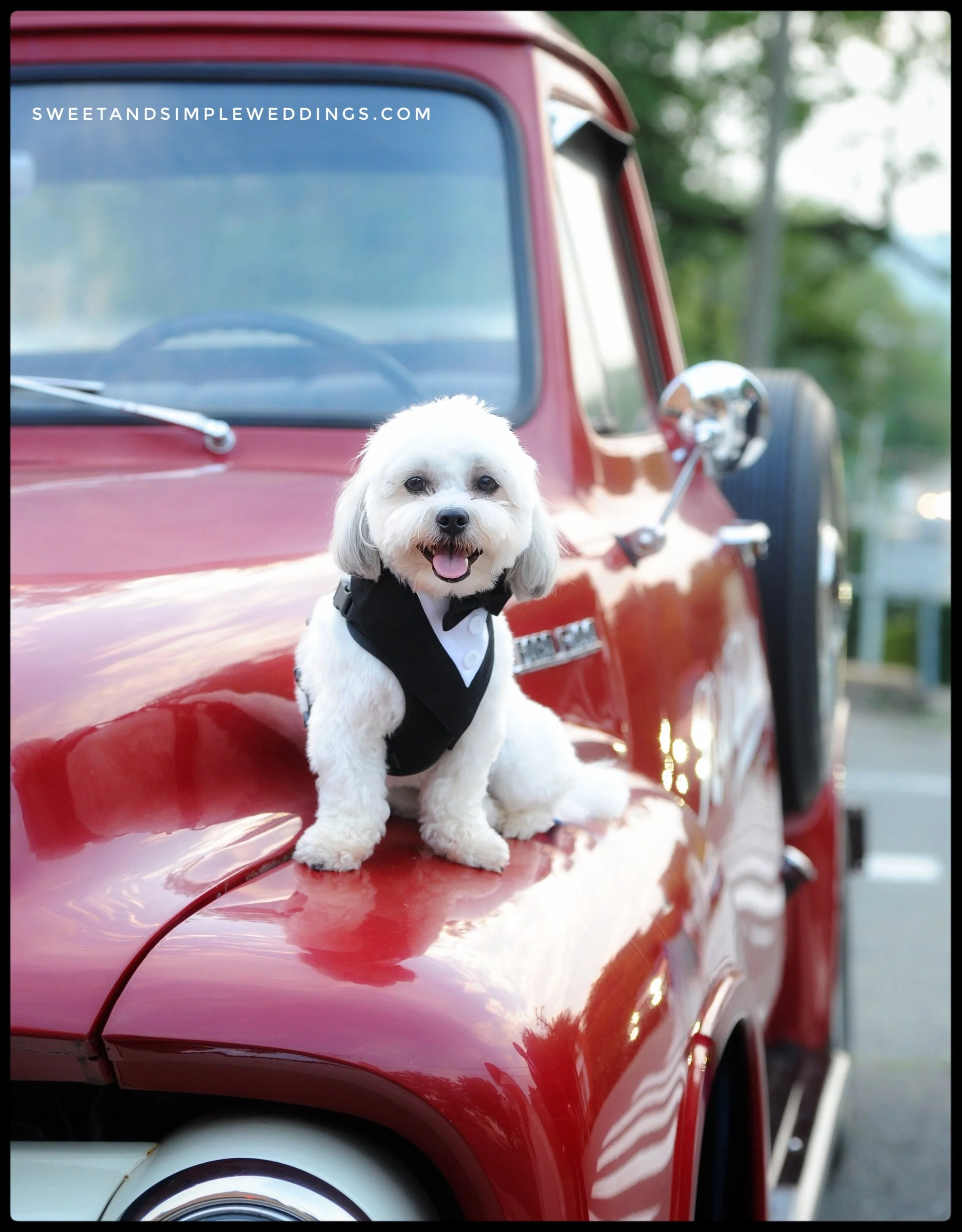 This furry little ring bearer couldn&rsquo;t resist the Red Truck for his wedding portrait, and we couldn&rsquo;t resist the cuteness! ❤️😎🐶📸💍

Ripley was such a good boy during Jessica &amp; Wendell&rsquo;s wedding, and he rounds out their beauti