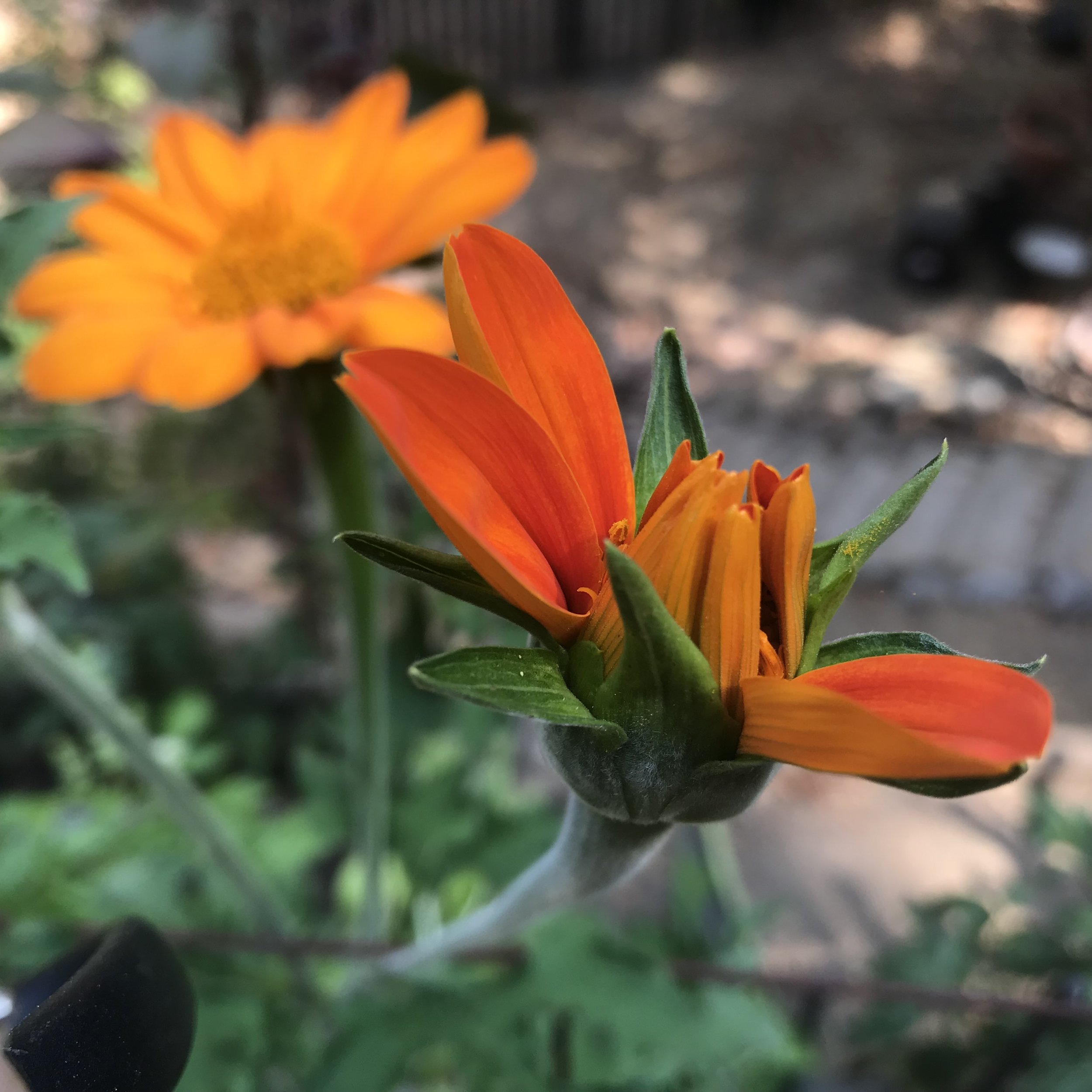 IMG_8604.jpeg