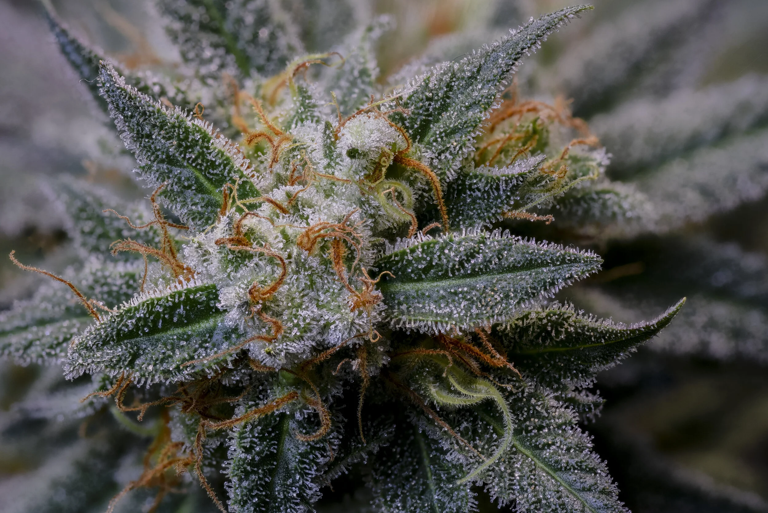 Death Star by Nelson--close macro top shot PMAX-2.jpg