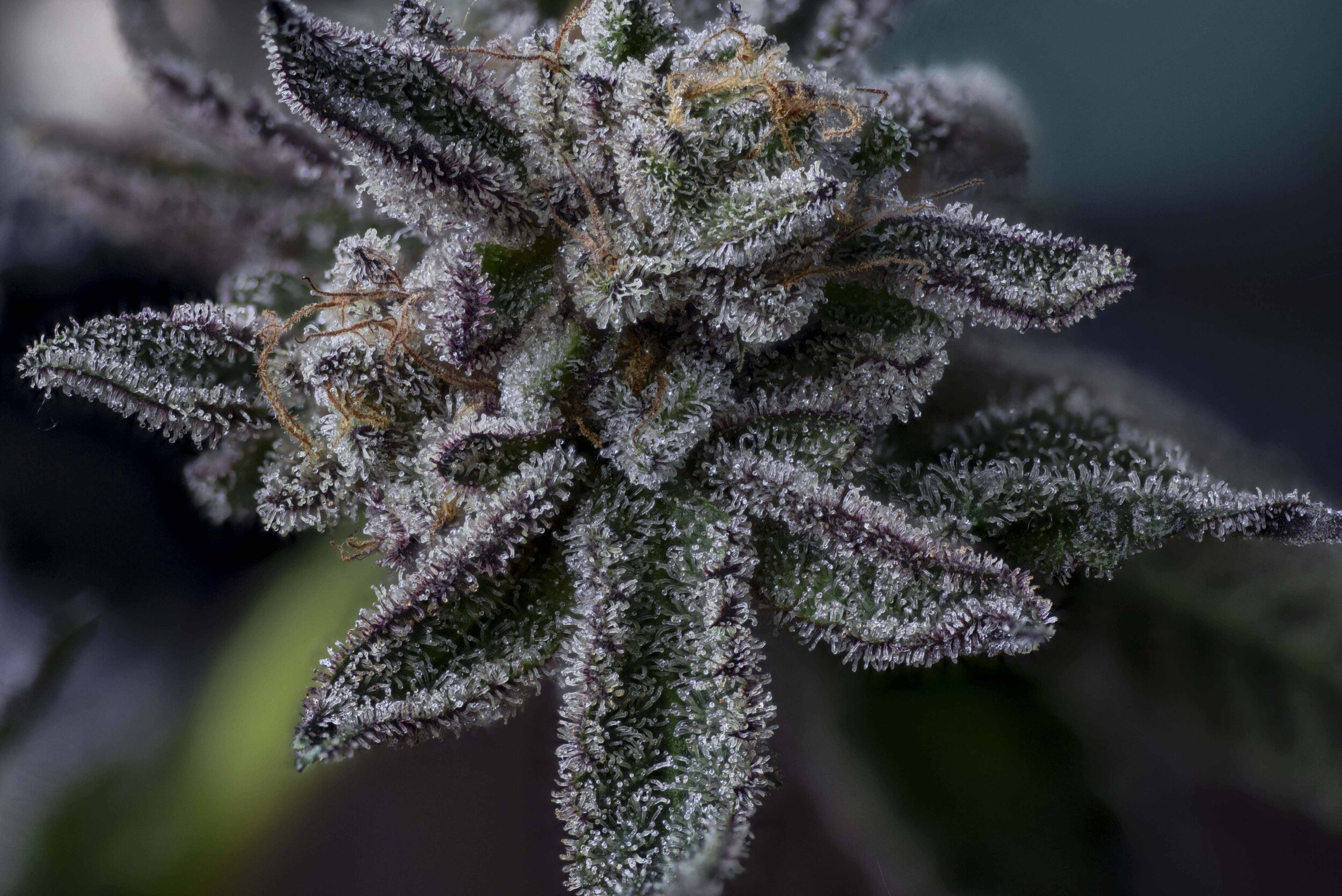 T1000 [ Triangle Kush x Purple Urkle ] 