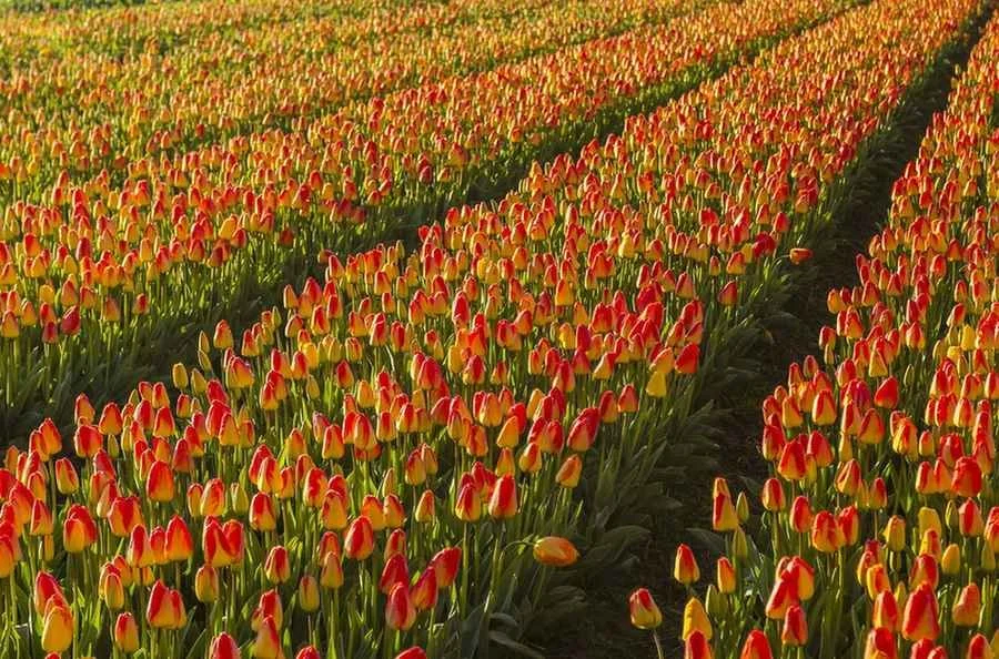 Discovering Beautiful Tulip Farms at the Tulip Festival in Holland Michigan