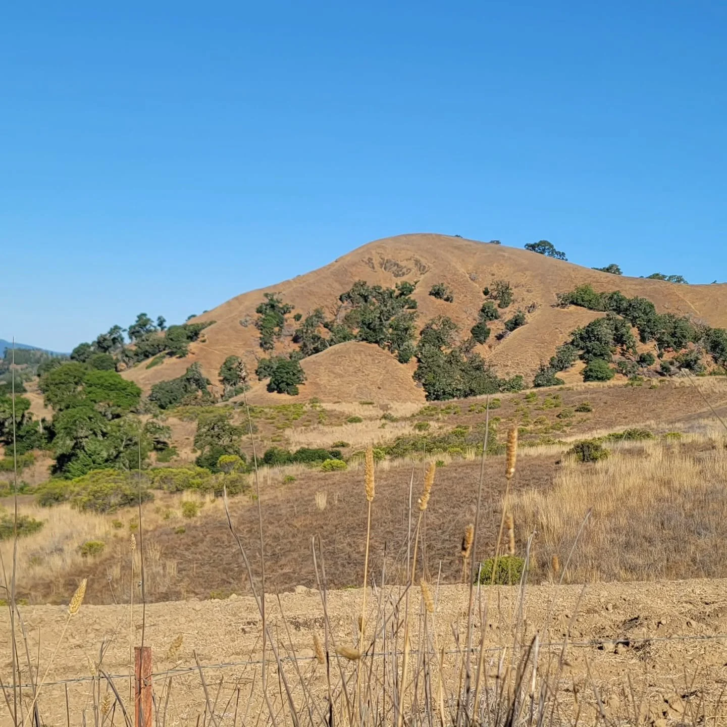 Views of Anderson Valley's iconic Octopus Mountain on a bright fall morning.