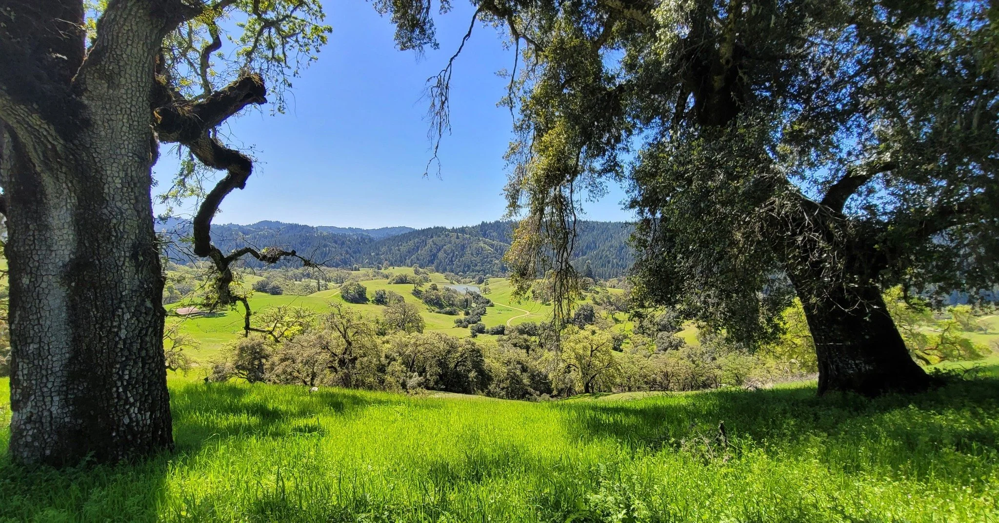 Views from the AVLT Native Plant walk in April, hosted on a beautiful ranch in Yorkville. Conservation Director Price Sheppy is a wealth of knowledge about regional flora and fauna. This day saw a variety of local plants and flowers in bloom, frogs a