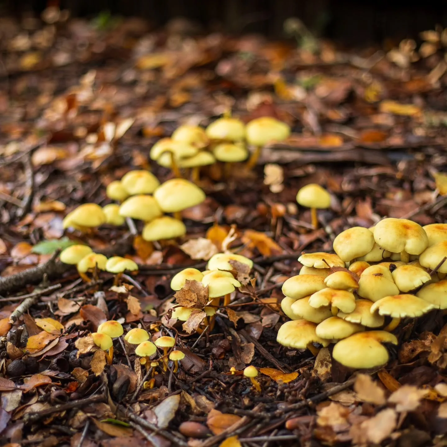 This fall has been a prolific mushroom season 🍄

Here are just a few that caught our eye while out on a recent easement monitoring trip.
Photo credit: Madison Kotack

#andersonvalley #mushroomseason #hiking #landtrust