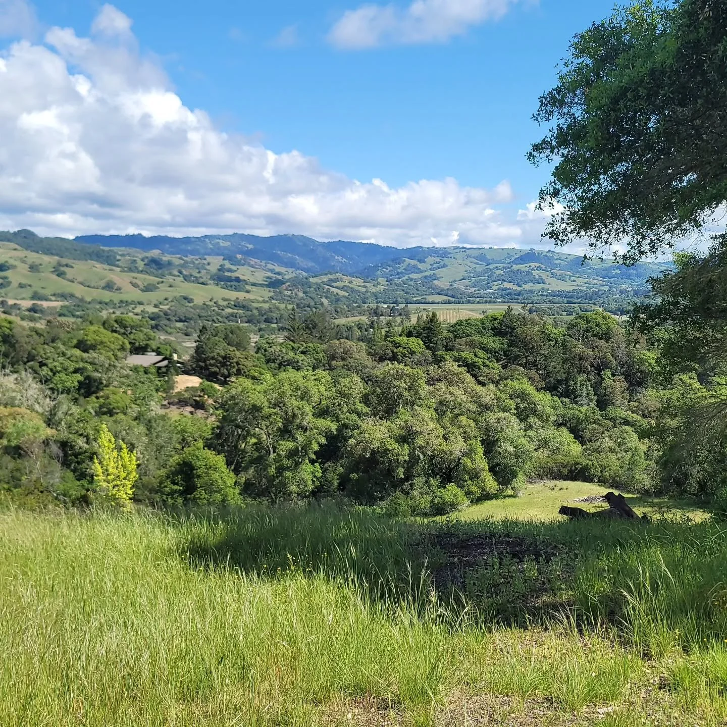 It was a perfect day for monitoring a few of our conservation easements here in Anderson Valley. 

#landtrust 
#andersonvalley 
#navarroriver