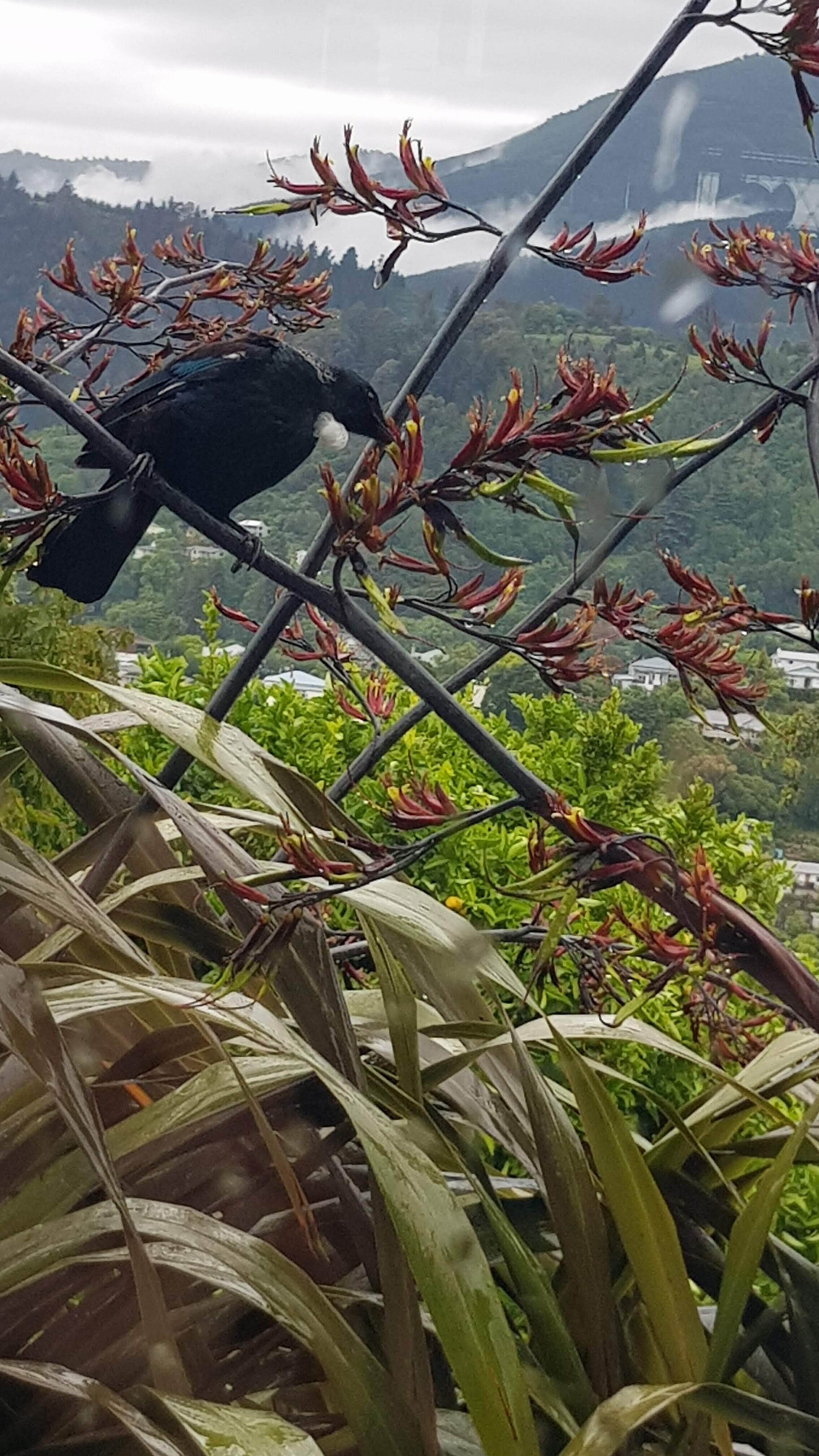 Tui in Jackie’s backyard.
