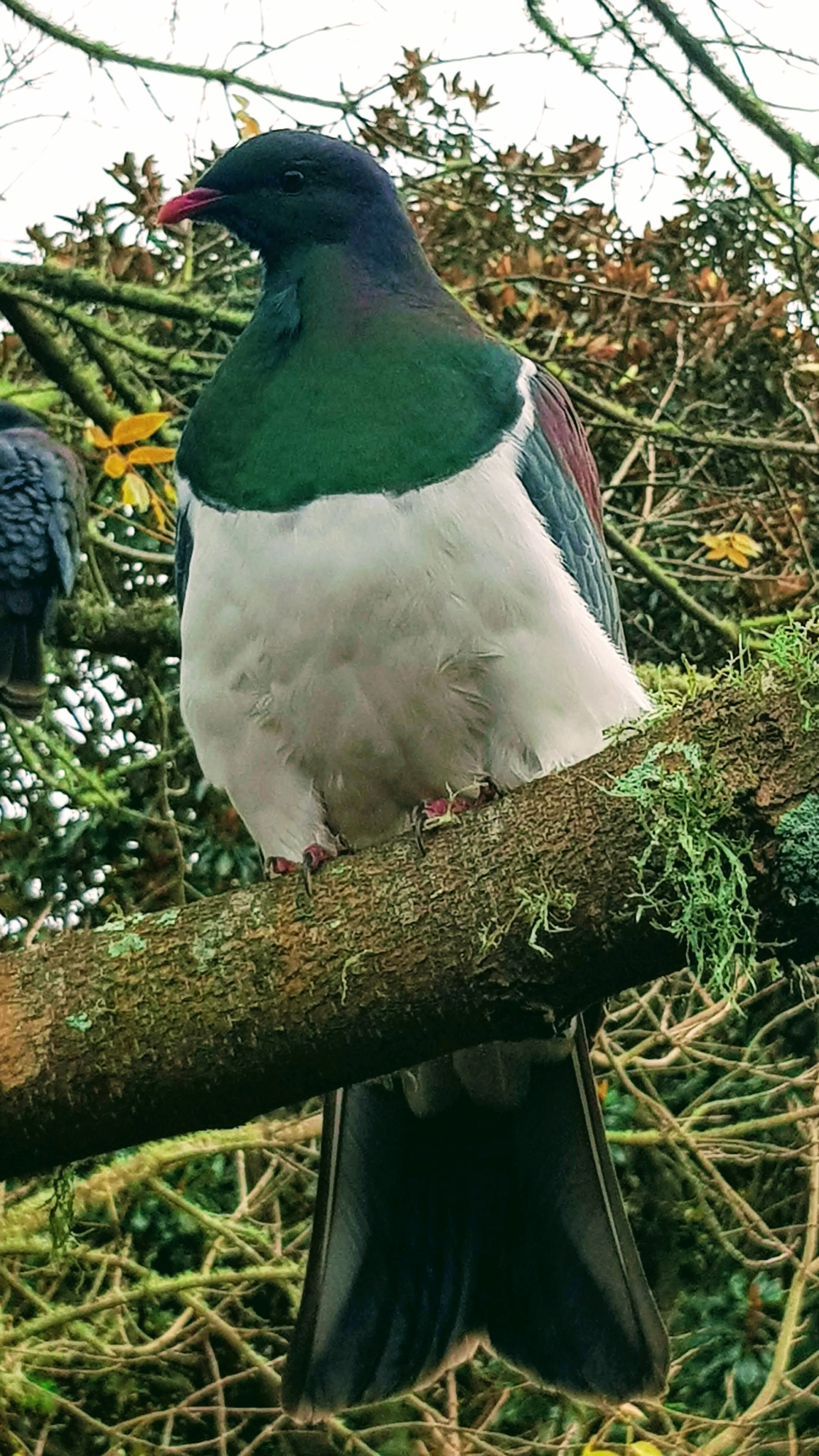 Lovely large keruru. Picture taken by Jackie at Auckland Botanical Gardens.