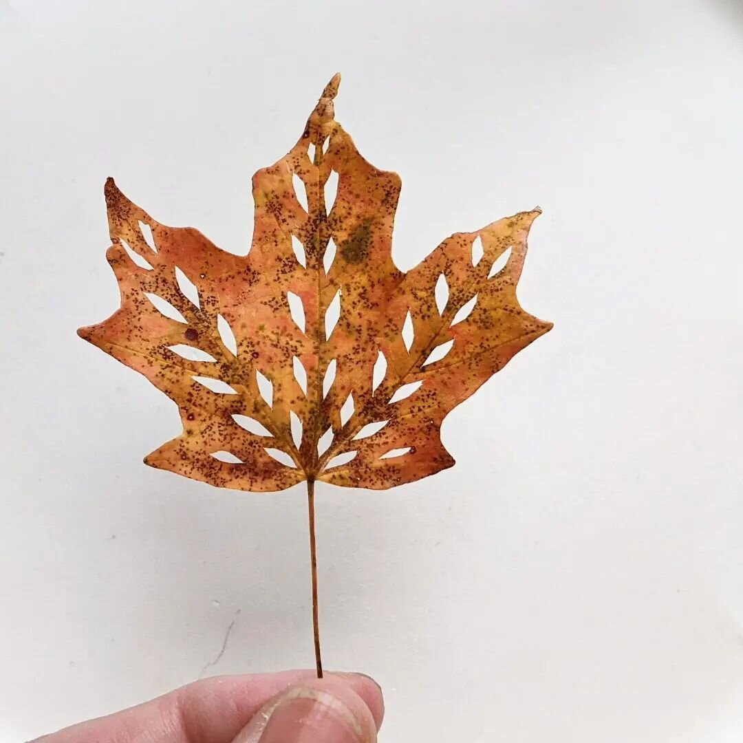 Lunchtime leaf cutting

Little leaf from the maple tree in our yard. It's not doing well and the lack of rain hasn't helped. 

#leafcuttingart  #preservedleaves #mapleleaf #leafandpaperart #westernmassmaker #foundforaged #fallfoliage2022 #guildofamer