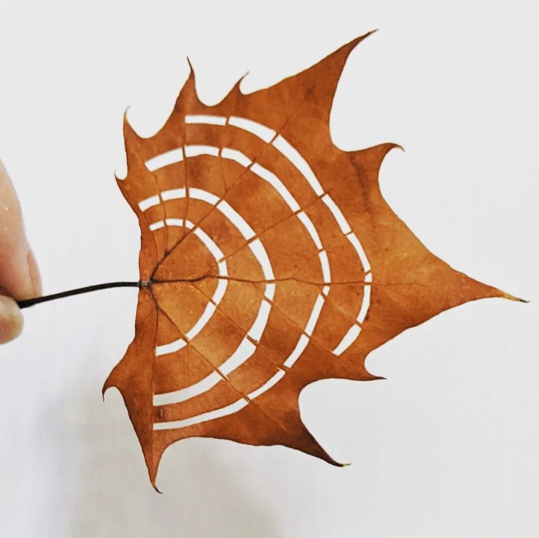 Lunchtime leaf cutting

Little sycamore leaf from the #amhersthistorymuseum tree

#leafcuttingart  #preservedleaves #sycamore #leafandpaperart #westernmassmaker #foundforaged #fallfoliage2022 #guildofamericanpapercutters
