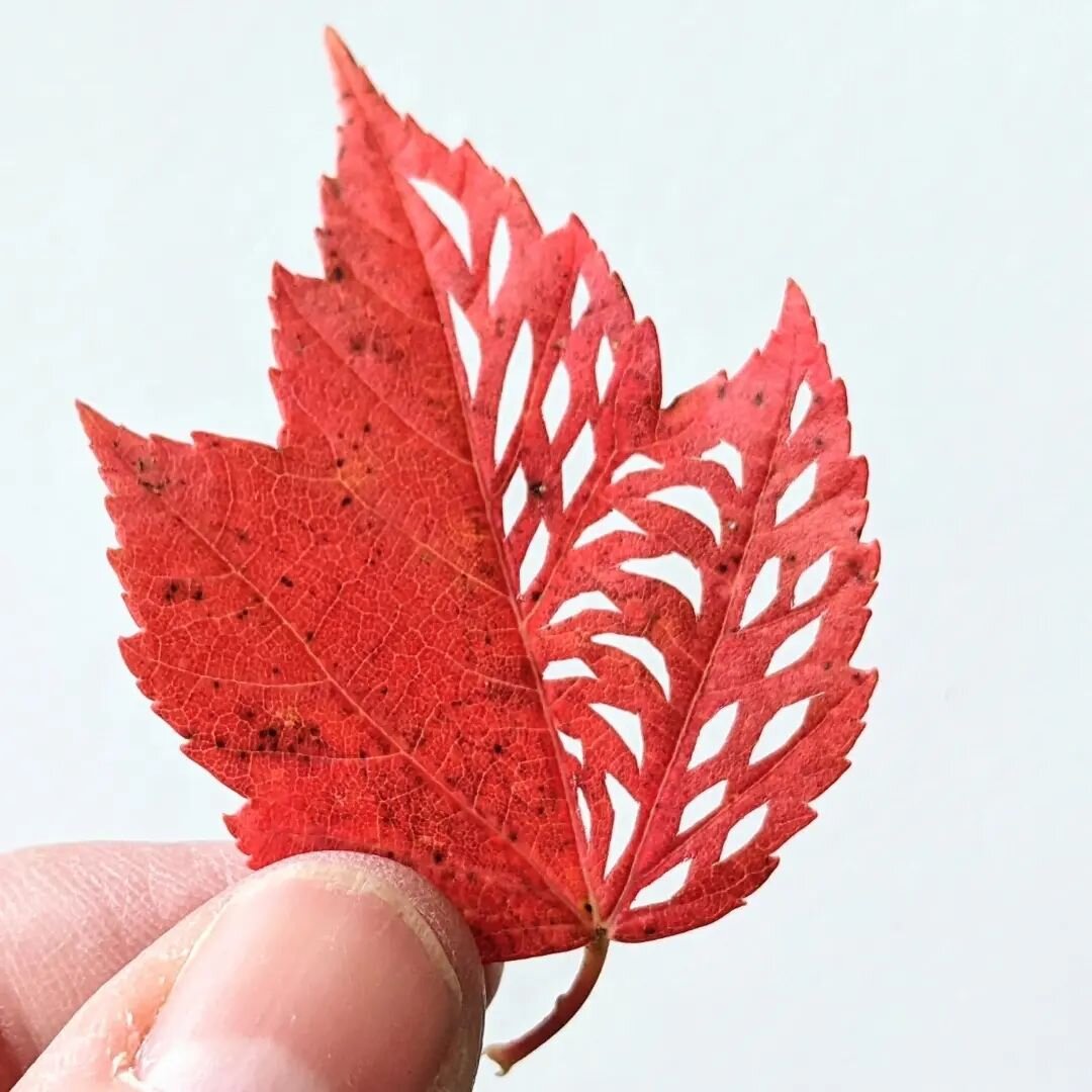 Lunchtime leaf cutting

A little leaf picked up on the grounds of #treehousebrewco in Deerfield MA

#leafcuttingart  #preservedleaves #mapleleaf #leafandpaperart #westernmassmaker #foundforaged #fallfoliage2022 #guildofamericanpapercutters