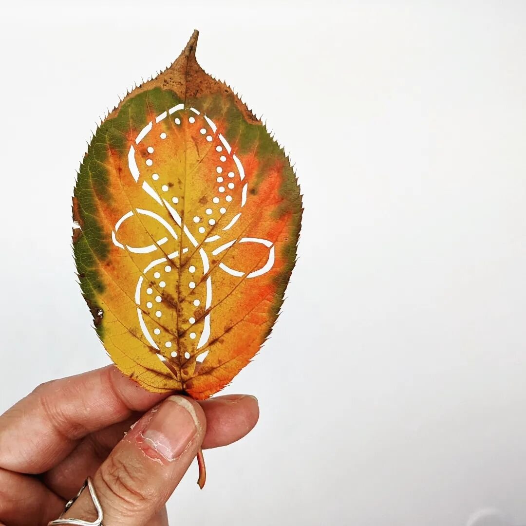 Lunchtime leaf cutting

Weird loopy loop pattern for this rainy day 

#leafcuttingart #leafandpaperart #amherstma #leafcuttingmeditation #fallfoliage2022 #botanicalartwork