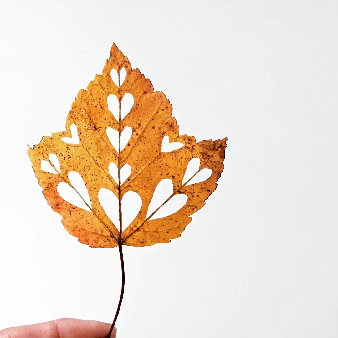 Wedding leaf cutting

Picked this up at the beautiful wedding ceremony site of @brendanboyd this weekend. Congratulations Brendan and Rachel! So happy to be part of your special day!

#leafcuttingart  #preservedleaves #fallfoliage2022