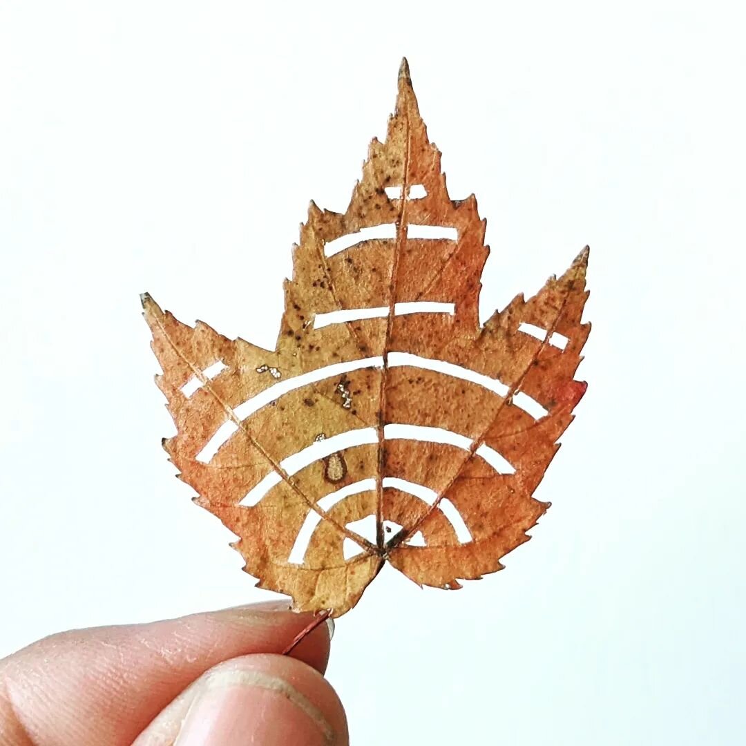 Tiny wedding leaf cutting

#leafcuttingart  #preservedleaves #fallfoliage2022