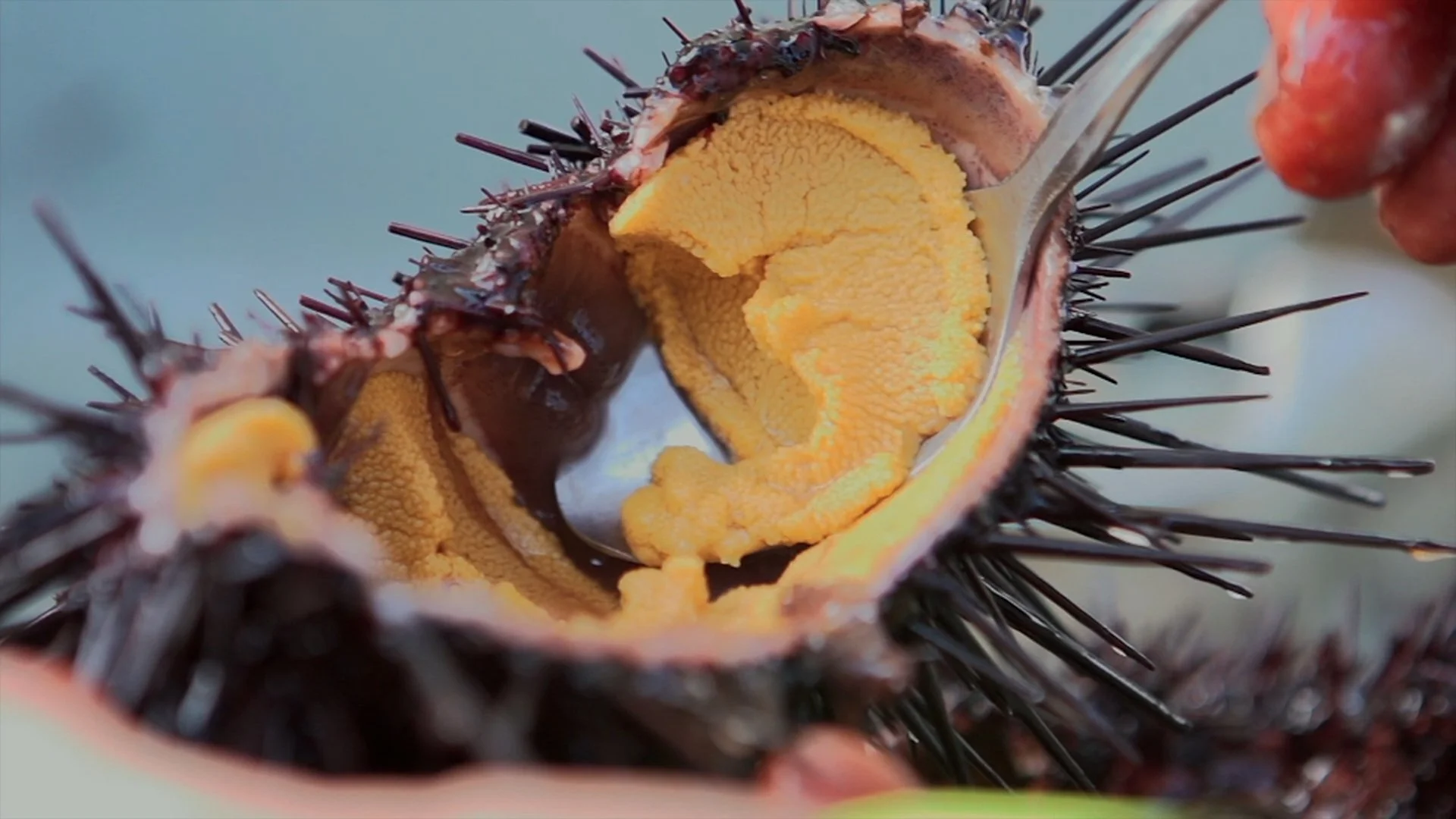 IHWPH urchin.jpg