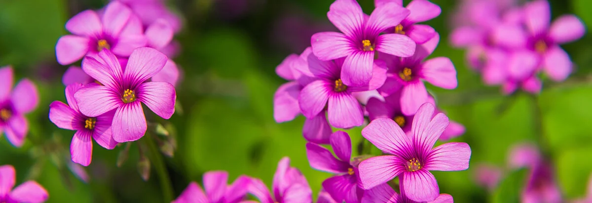 purple-banner.jpg