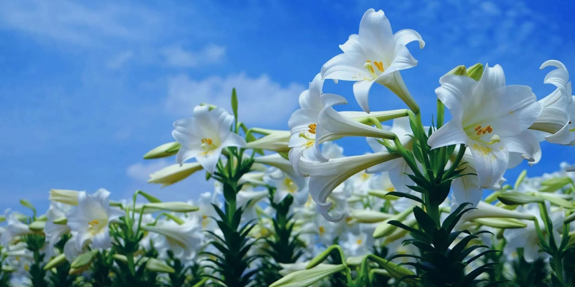 lily of the valley.jpg