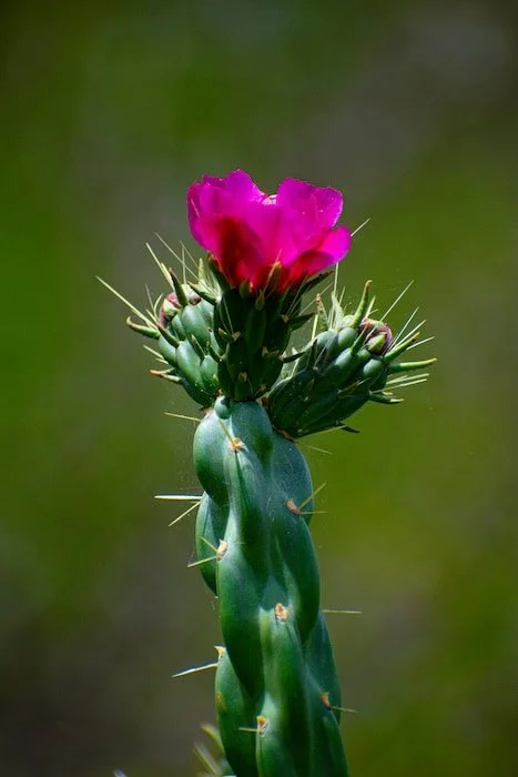 A cactus with a pink blossom