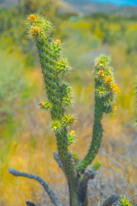 A cactus with yellow blooms