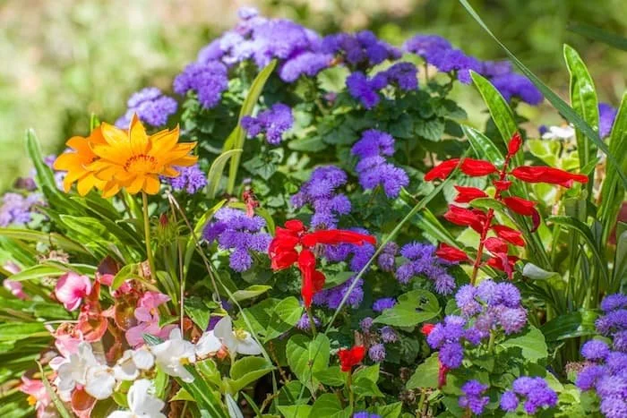 close up of wildflowers
