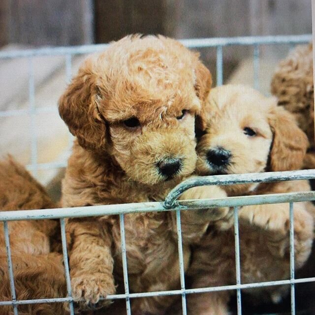 Did someone say doodles?!! Well, get ready because we have not one, but TWO litters of adorableness ready to find their forever homes!! Watch for details, coming soon. #penryndoodles #minidoodles #doodlebreeder #doodlelove #916doodles #breeders #pupp